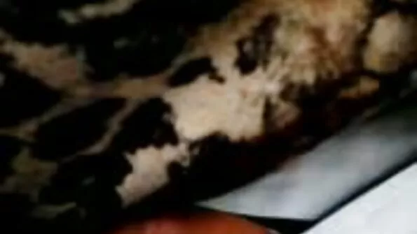Purgatoryx acasă porno cu batrane invazie Partea 2 cu Bella Jane